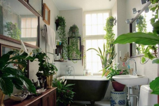 Menyimpan Tanaman di Kamar Mandi ? Kenapa Tidak ?