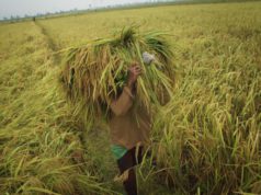 Perkembangan Investasi Pertanian di Indonesia investasi pertanian