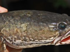 Ikan Gabus Kaya Manfaat bagi Kesehatan Tubuh ikan gabus