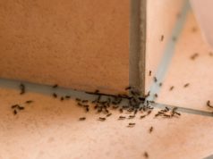4 Cara Mengusir Semut di Rumah Dengan Bahan Sederhana mengusir semut